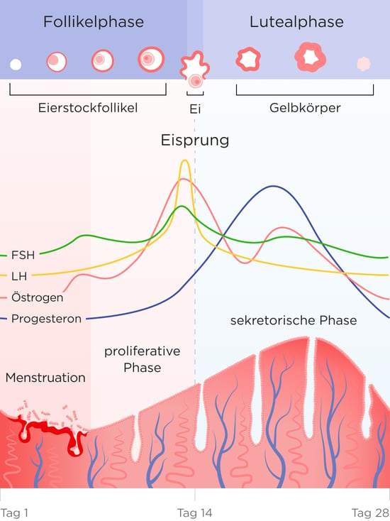 Abbildung der verschiedenen Zyklusphasen: Follikelphase inkl. Menstruation und  Proliferationsphase, Eisprung und Lutealphase inkl. Sekretionsphase und der damit korrelierenden Ausschüttung der Hormone Östrogen, Progesteron, FSH und LH.