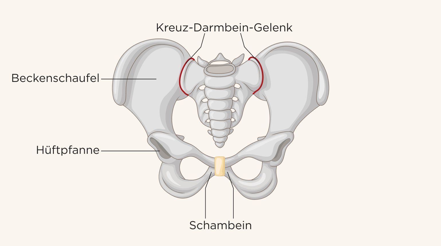 Illustration der knöchernen Struktur der Hüfte von vorne, auf der folgende Elemente zu erkennen sind: Kreuz-Darmbein-Gelenke (ISG), Beckenschaufel, Hüftpfanne und Schambein. Die Illustration der Hüfte ist freigestellt vor beigem Hintergrund.