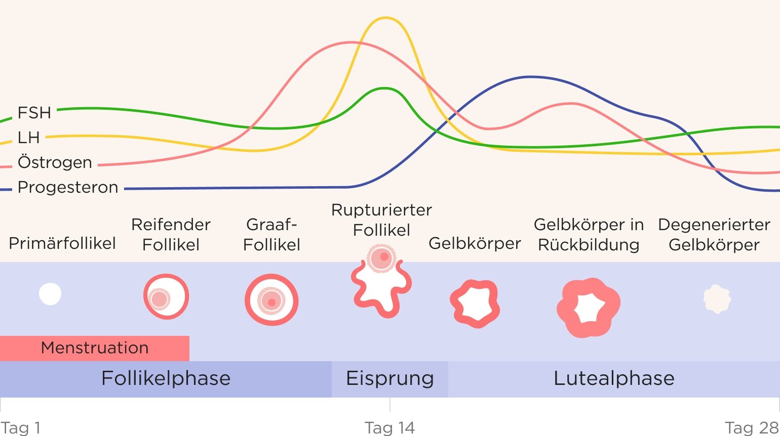 Grafische Darstellung eines Menstruationszyklus, bei dem die unterschiedlichen Hormonausschüttungen von Östrogen, Progesteron, FSH und LH und die Entwicklungsphasen des Follikels, der Eizelle und des Gelbkörpers in Zusammenhang gesetzt werden.