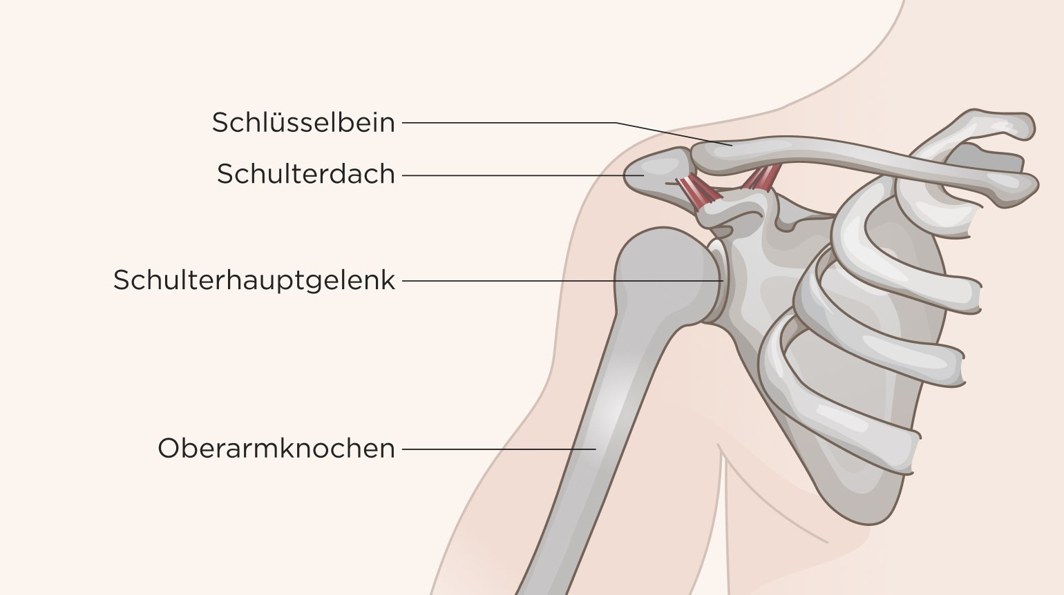 Illustration der knöchernen Struktur des Schultergelenks von vorne, inklusive Schlüsselbein, Schulterdach, Schulterhauptgelenk und Oberarmknochen.